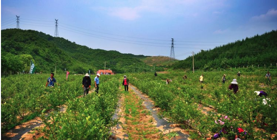 藍(lán)莓園人工除草